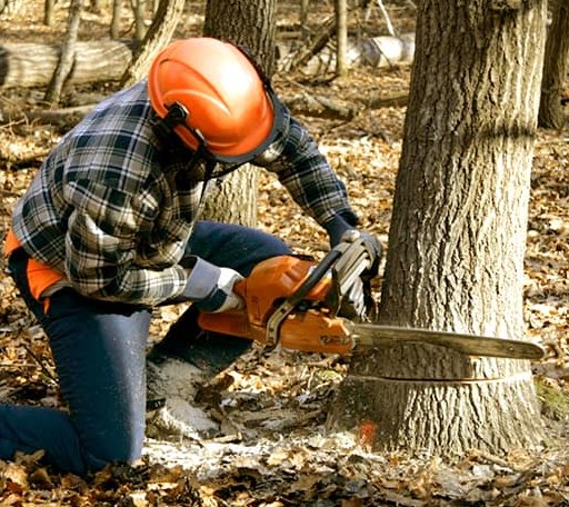 Tree Removal in Shuqualak, MS